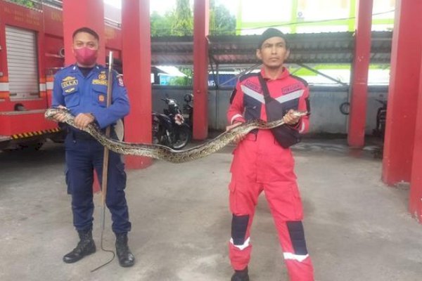 Ular Piton Berkeliaran Di Pemukiman Berhasil Diamankan Damkar Makassar