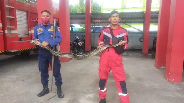 Ular Piton Berkeliaran Di Pemukiman Berhasil Diamankan Damkar Makassar