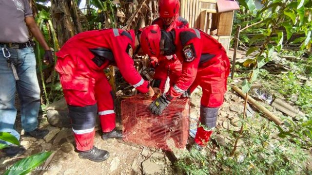 Sempat Dibuat Kewalahan, Damkar Makassar Berhasil Amankan Monyet Liar