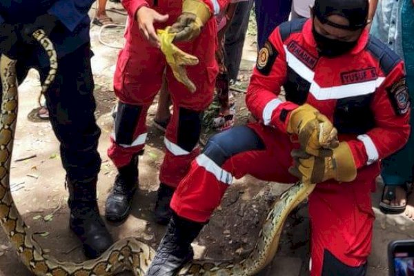 Animal Rescue Damkar Makassar Amankan Ular Sanca 5 Meter