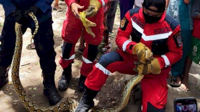 Animal Rescue Damkar Makassar Amankan Ular Sanca 5 Meter