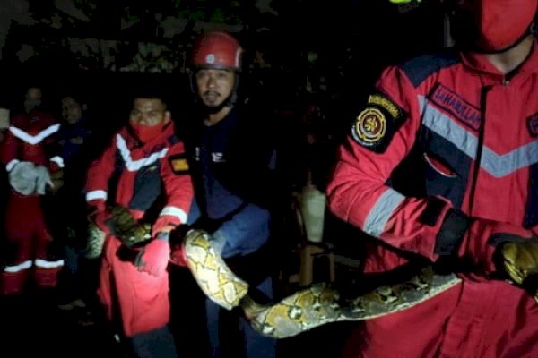 Ular 4 Meter Berkeliaran Dekat MToS, Berhasil Diamankan Rescue Damkar