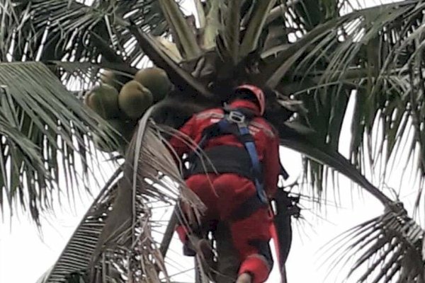 Burung Lepas, Warga Manggala Mengadu ke Damkar Lewat Video Call