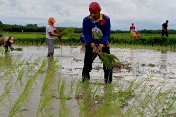 Membumi, Ketua DPRD Makassar Tanam Padi di Lakkang