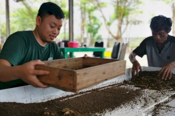 Wow! Si Lalat Hitam ‘Peliharaan’ DLH Makassar Bisa Hasilkan Bahan Kosmetik