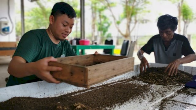 Wow! Si Lalat Hitam ‘Peliharaan’ DLH Makassar Bisa Hasilkan Bahan Kosmetik