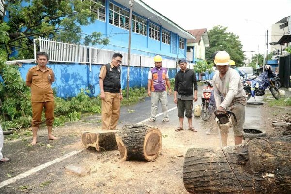 Camat Makassar Tindaklanjuti Pembersihan Pohon Tumbang di Wilayahnya