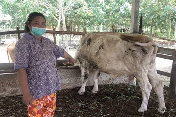 Plt Dirut RPH Imbau Masyarakat Beli Sapi di RPH Makassar: Jangan Main-Main Soal Penyakit Sapi