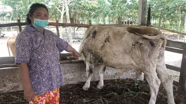 Plt Dirut RPH Imbau Masyarakat Beli Sapi di RPH Makassar: Jangan Main-Main Soal Penyakit Sapi