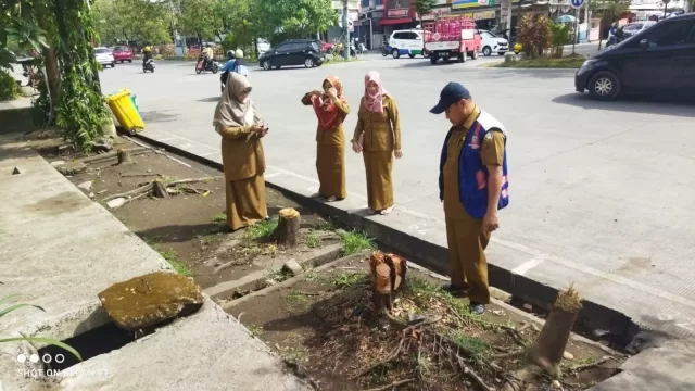 DLH Makassar Akan Sanksi Penebang Pohon Ilegal di Jalan Boulevard