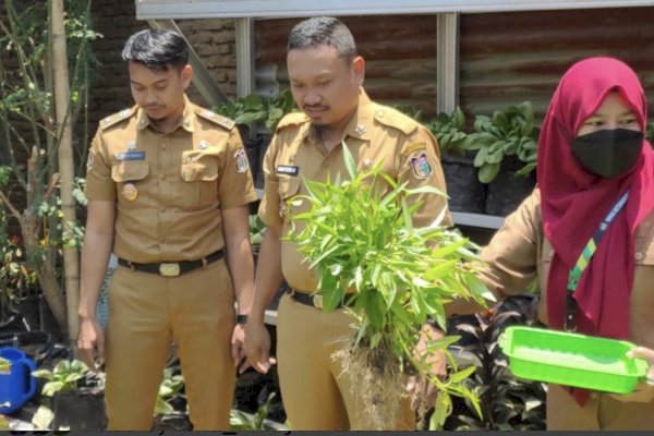 Kadis DKP Makassar Panen Sayuran di KWT Lamung-Lamung Tallasa