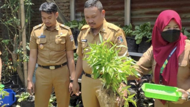 Kadis DKP Makassar Panen Sayuran di KWT Lamung-Lamung Tallasa