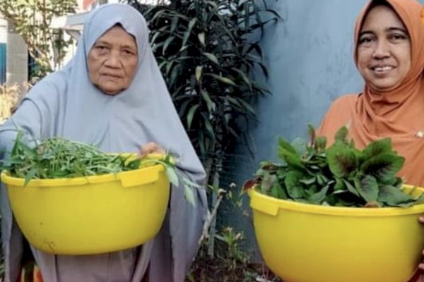 Terbukti Baik Untuk Semua, Warga Longwis Adelaide Panen Bayam dan Kangkung