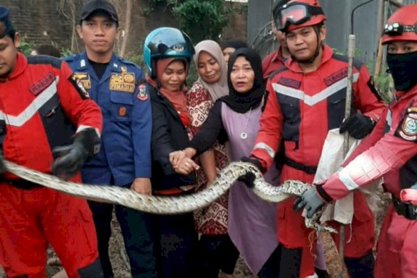 Damkar Makassar Evakuasi Ular Di Pemukiman Warga Jalan Daeng Galia