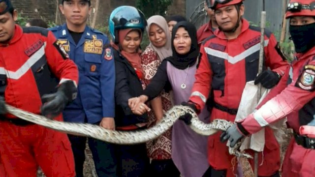 Damkar Makassar Evakuasi Ular Di Pemukiman Warga Jalan Daeng Galia