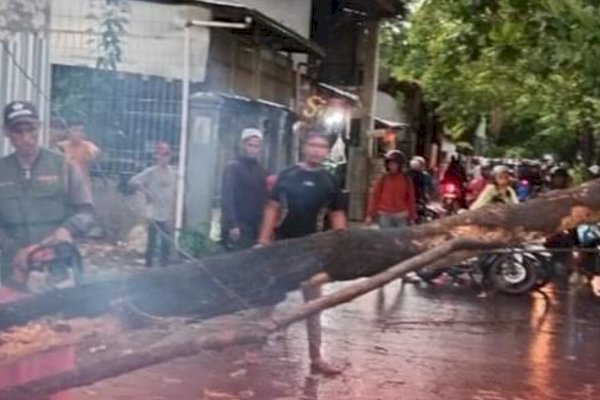 Gerak Cepat Satgas Panakkukang, Sterilisasi Pohon Tumbang Di 2 Lokasi Berbeda