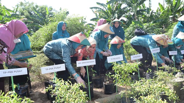 Indira Yusuf Ismail Bersama TP PKK Pusat dan TP PKK Provinsi, Tanam Cabai di Lahan KWT Sombere