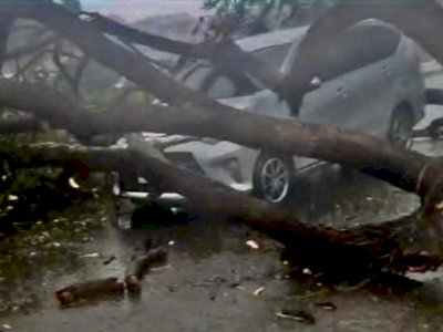 Damkar, DLH dan BPBD Makassar Kompak Tangani Pohon Tumbang