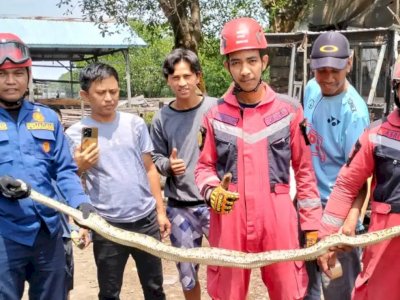 Lagi, Damkar Makassar Evakuasi Ular Pyton