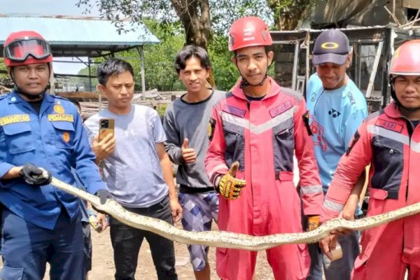 Lagi, Damkar Makassar Evakuasi Ular Pyton