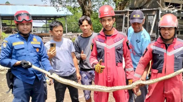 Lagi, Damkar Makassar Evakuasi Ular Pyton