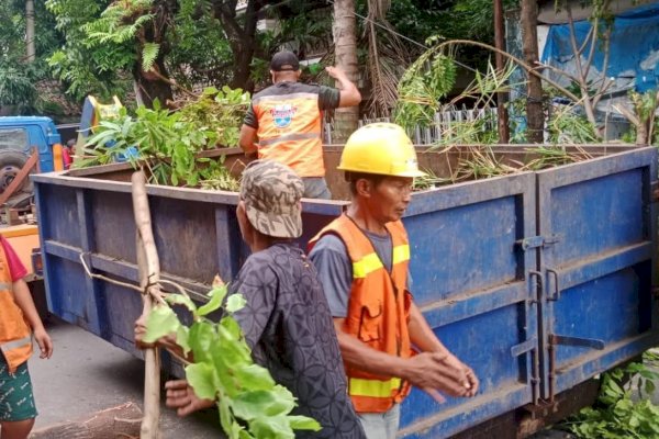 Cegah Terjadi Pohon Tumbang, Begini Antisipasi Kecamatan Makassar