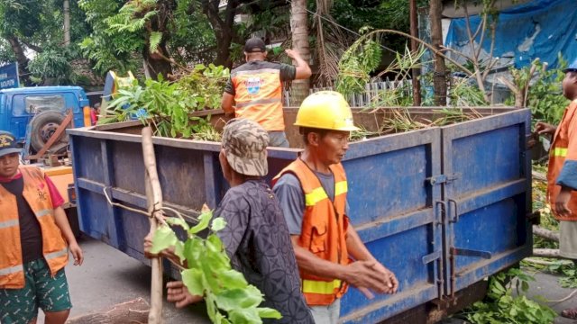 Cegah Terjadi Pohon Tumbang, Begini Antisipasi Kecamatan Makassar