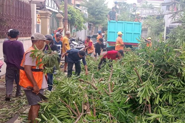 Satgas Kebersihan Kecamatan Makassar Bersihkan Pohon Tumbang di Jalan Lembu