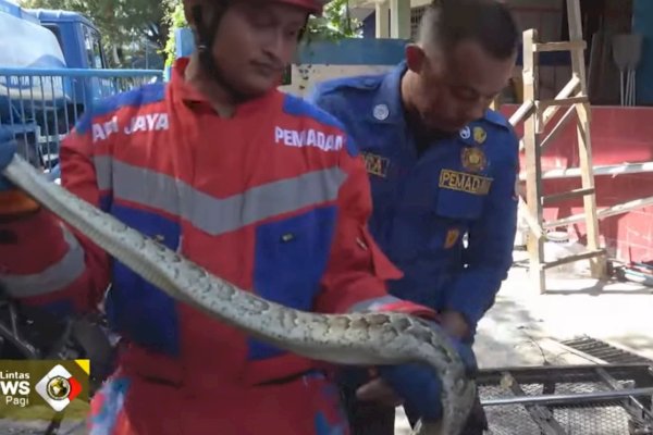 Damkar Makassar Evakuasi Ular Sanca di Manggala