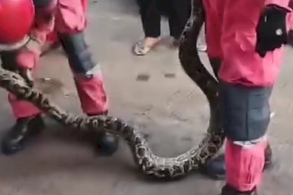 Tim Rescue Damkarmat Makassar Evakuasi Ular Phyton di Pelabuhan Soekarno