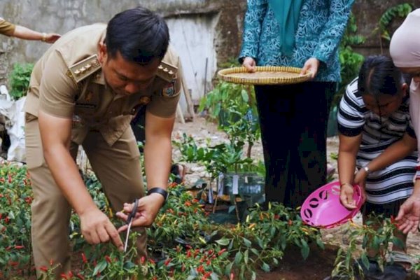 Camat Bontoala Panen Cabai di Kelurahan Parang Layang